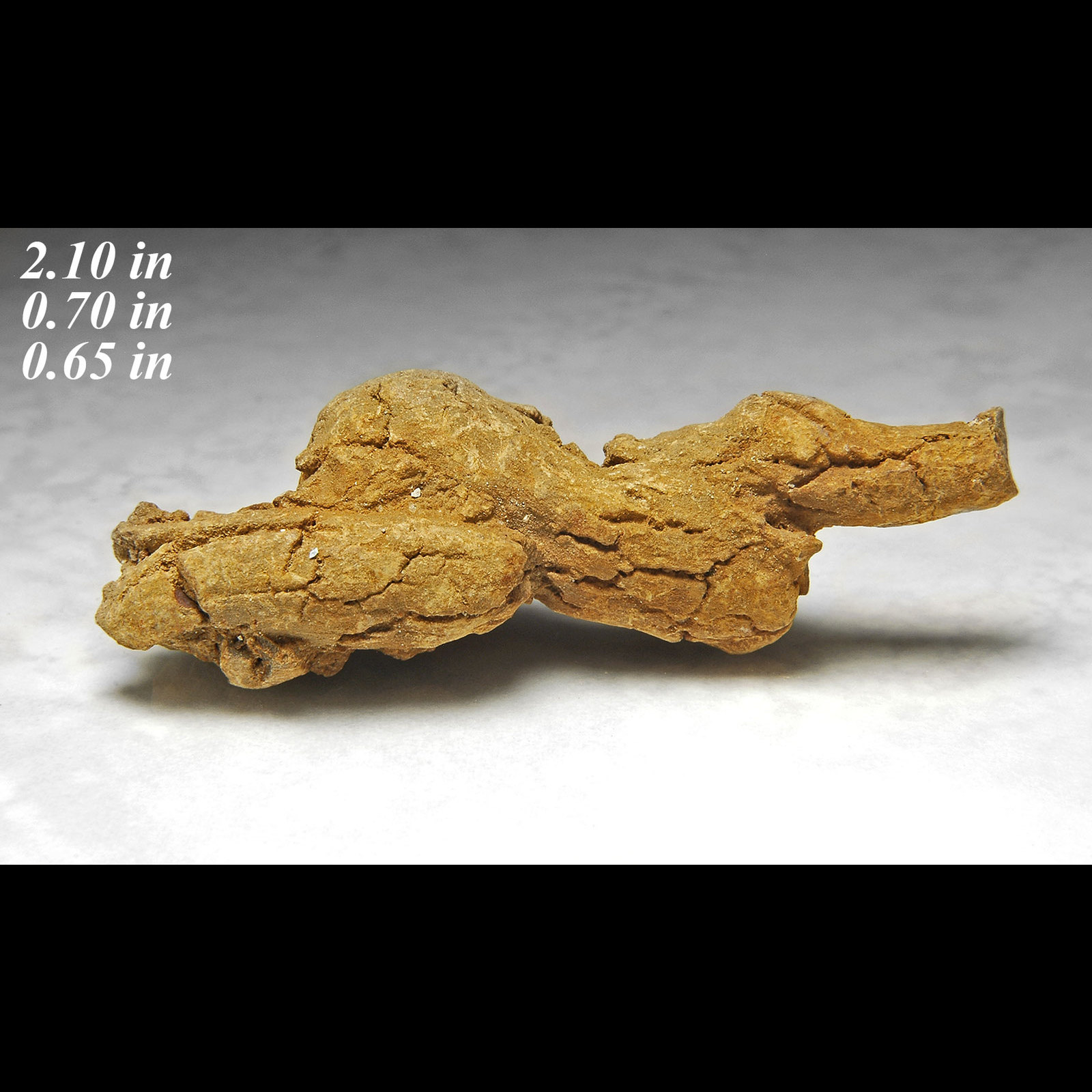 dino poop fossil