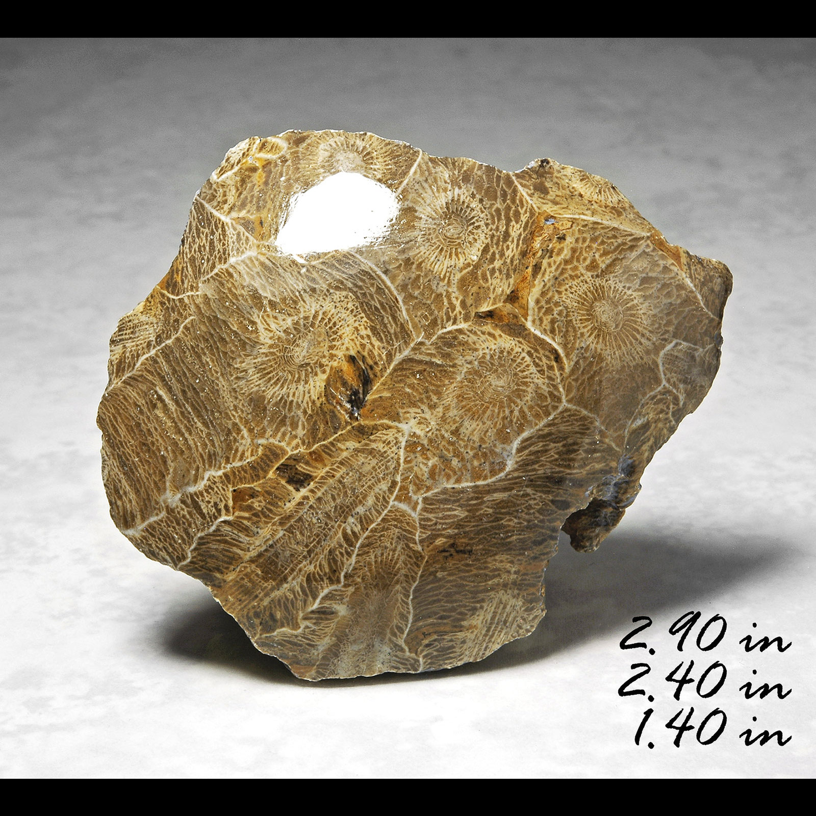 Pendant 3D Polished Fossil Orthoceras Necklace Carving Morocco Devonian 